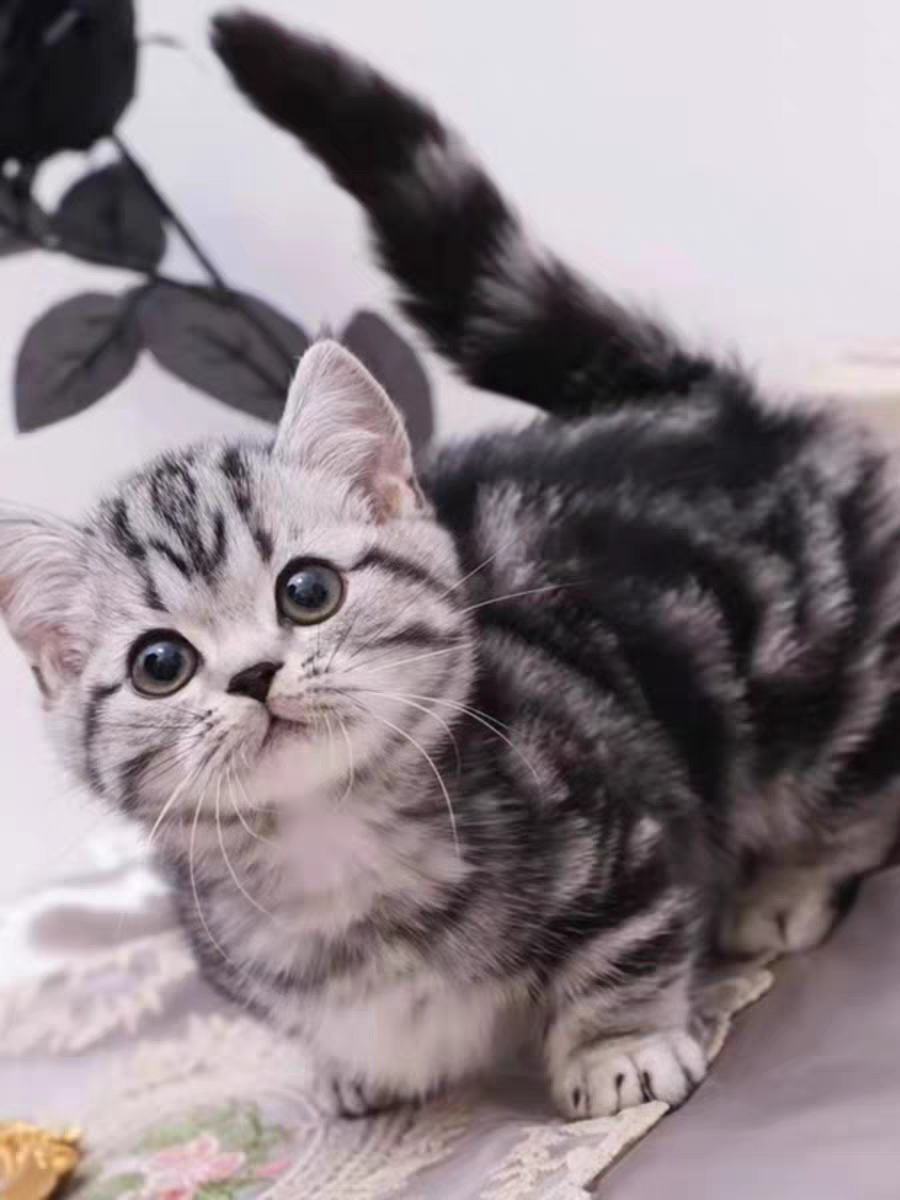 猫舍直销批发价格出售,曼基康矮脚猫